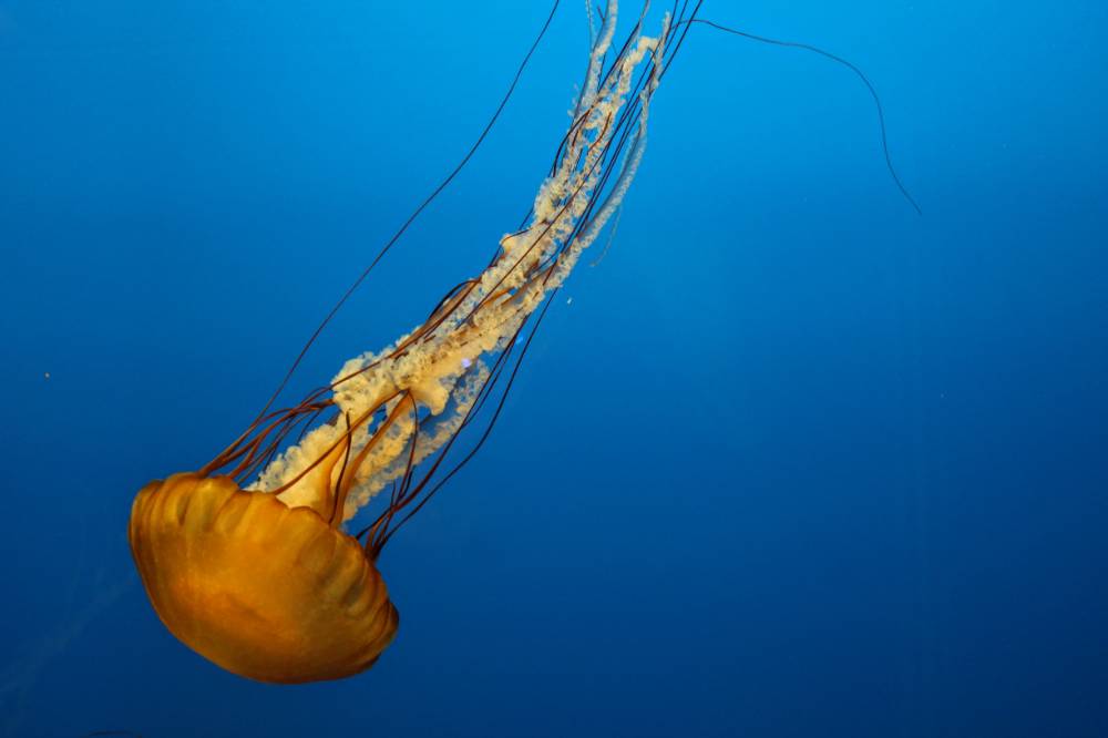 Digital photograph of an orange jellyfish
